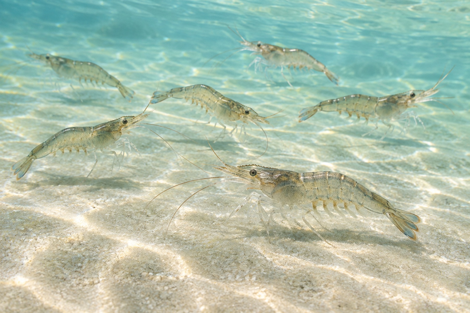 A group of shrimp moving through clear aquaculture water