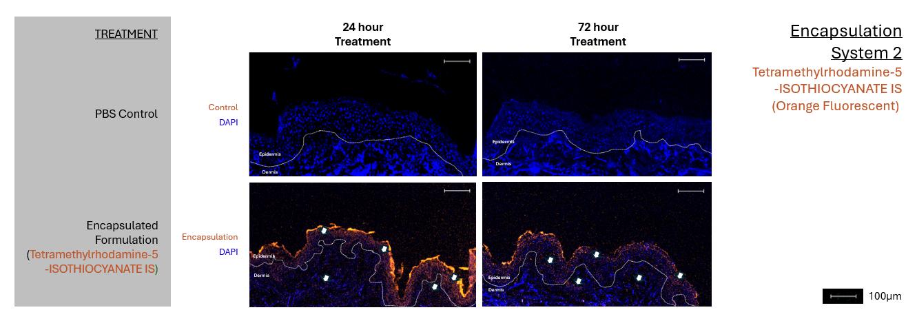 Control human-skin tissue at 24 hours, from the original confocal fluorescence image