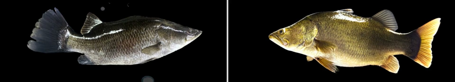 Animated comparison of darker and golden barramundi, side by side