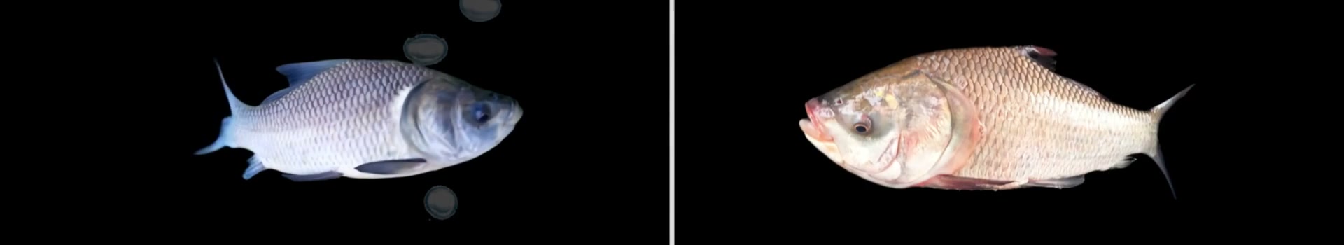 Animated comparison of original and improved tilapia appearance, side by side